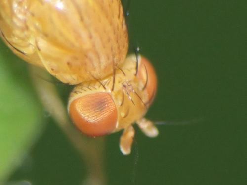 Sapromyzosoma laevatrispina